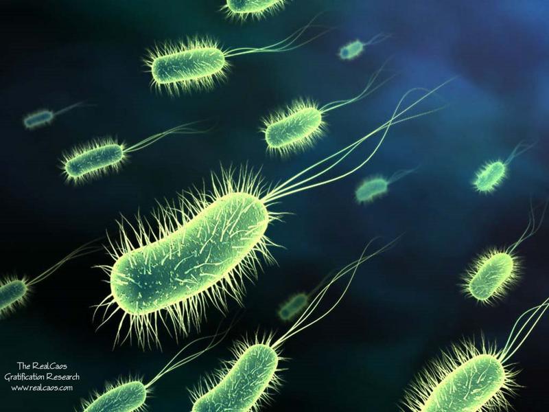 Bacterias que causan esclerosis
