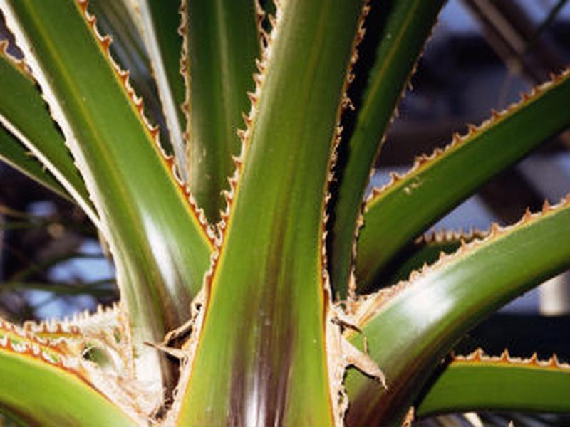 El jugo que desprende el Aloe Vera puede curar problemas digestivos.
