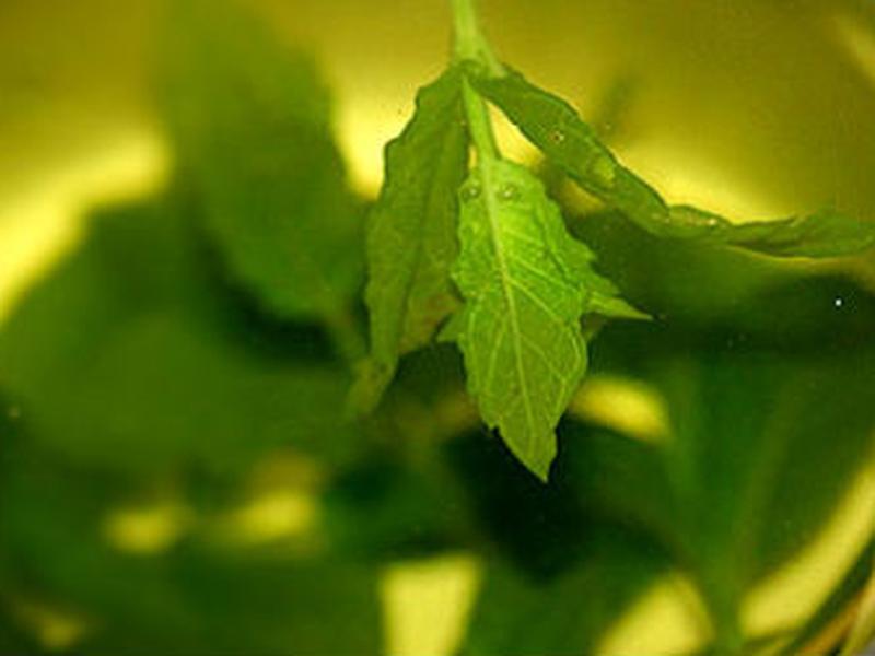 El té verde es un poderoso anti oxidante.