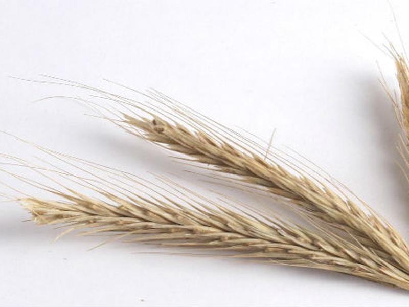 El trigo es una gran fuente de gluten