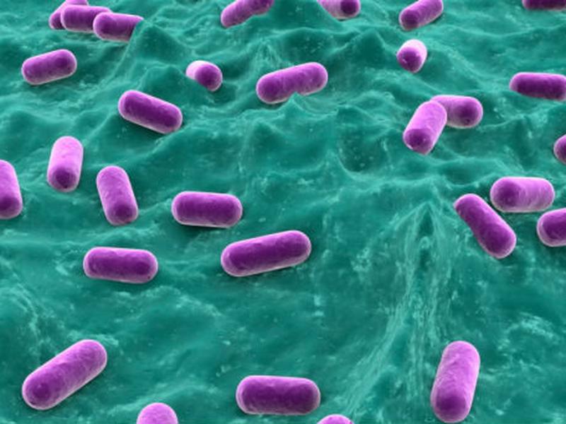 Investigadores reconstruyeron el código genético de la bacteria Yersinia pestis