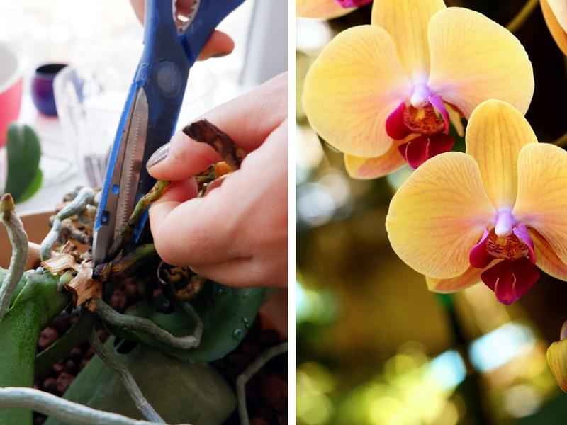 Reproducir orquídeas