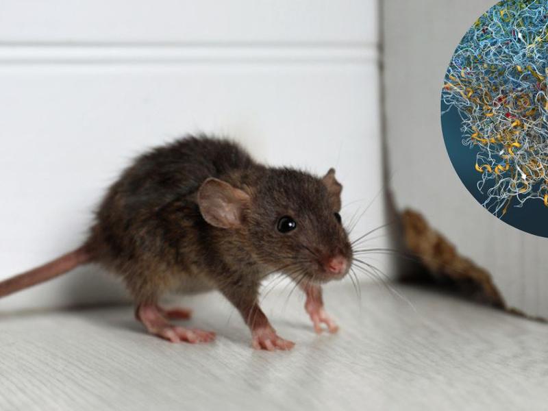Ratón y genes
