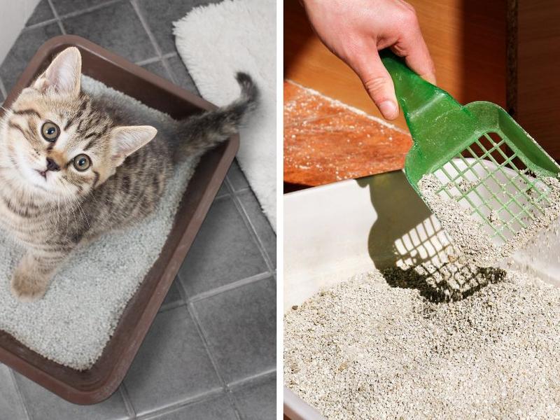 Cómo limpiar los areneros de los gatos para que queden impecables y sin olor a pipí (remedio sin cloro).