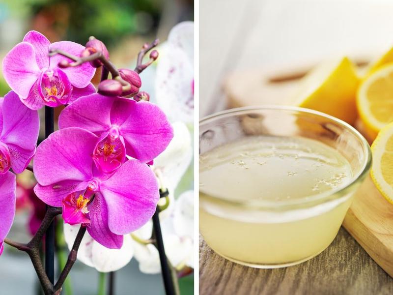 Cómo mantener hermosas tus orquídeas con jugo de limón: 3 poderosos beneficios.
