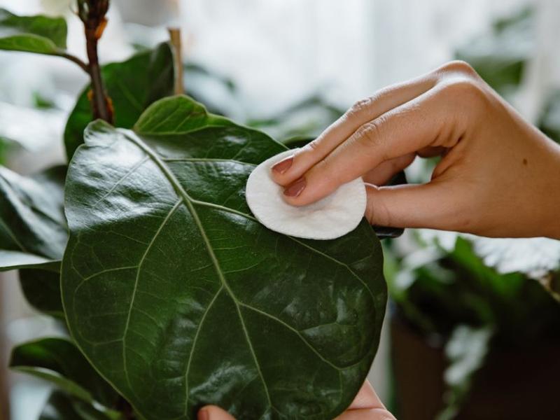 Mujer limpia hojas de las plantas con borla de algodón
