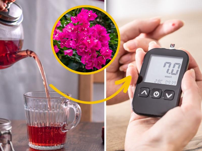 Infusión roja, flor de bugambilia, persona midiendo sus niveles de azúcar para explicar cómo ayuda la bugambilia a las personas con diabetes