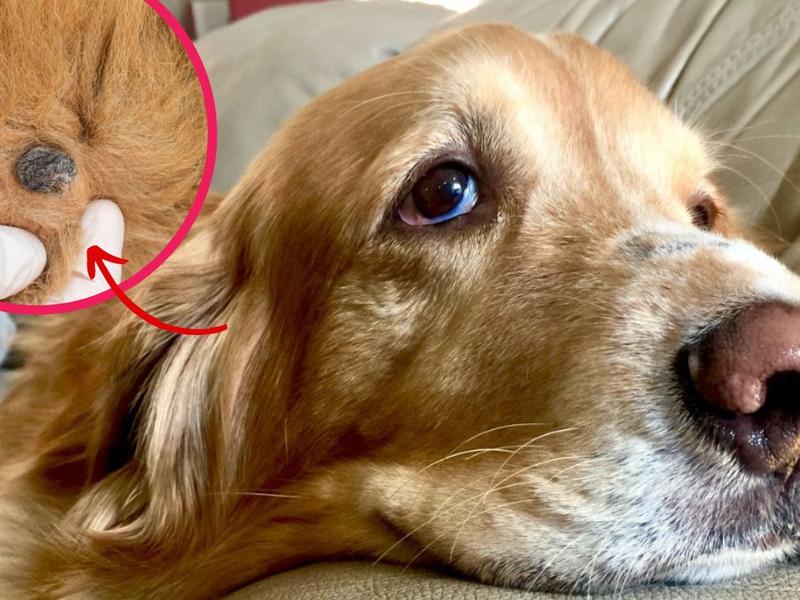 Perro tiene cáncer de piel y sus dueños no lo sabían. 
