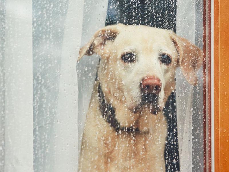 Perro mirando la lluvia a través de la ventana