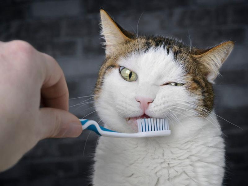 Amo limpia diente de gatos con cepillo. 