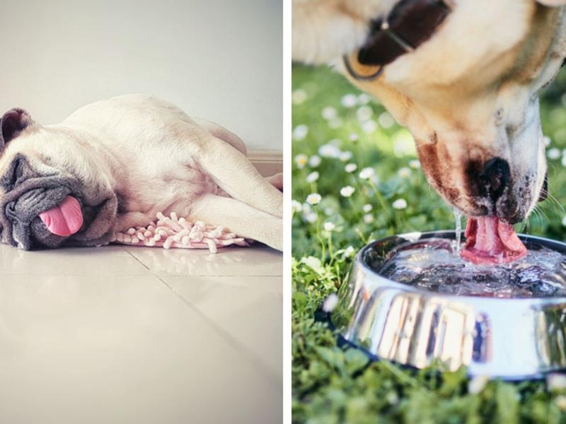 Perro con calor acostado, perro bebiendo agua para explicar cómo proteger a las mascotas de un golpe de calor