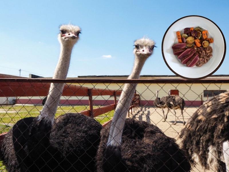 Dos avestruces, carne de avestruz con verduras para explicar sus propiedades