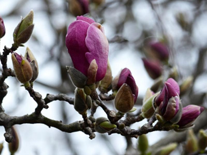 Magnolia liliflora pajarito.