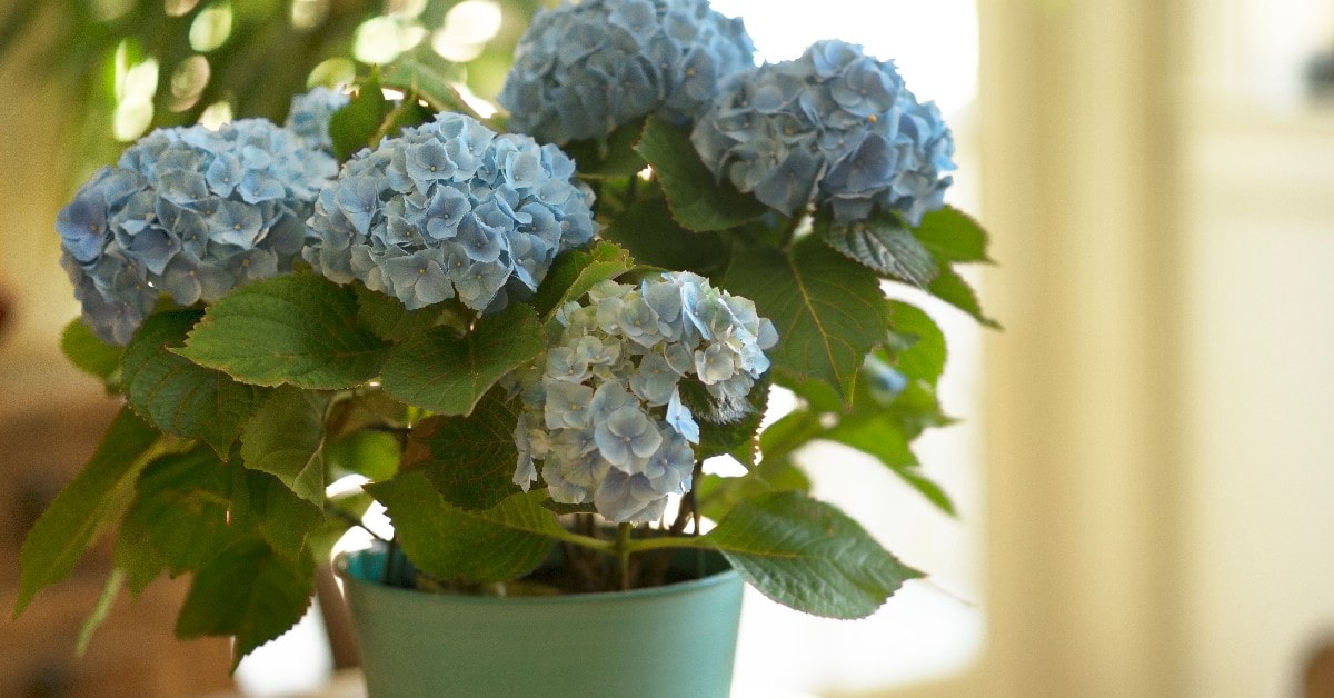 Arbusto de hortensias de color azul claro.