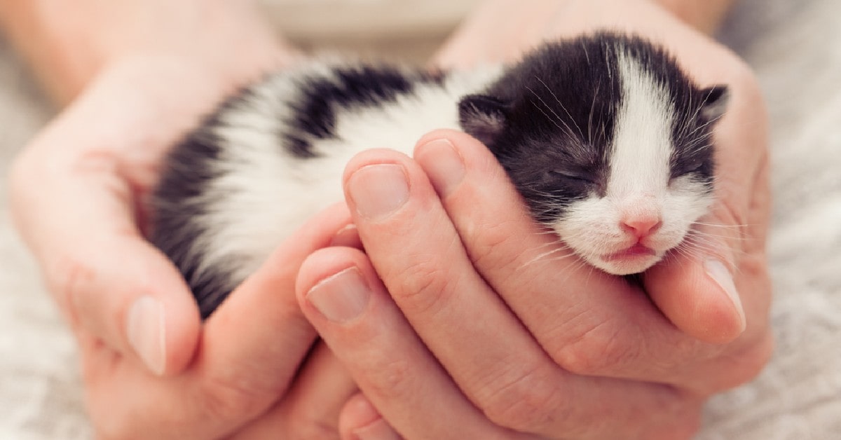 sentido Útil Llave Cómo alimentar a un gato bebé: 3 pasos para "salvarle la vida"