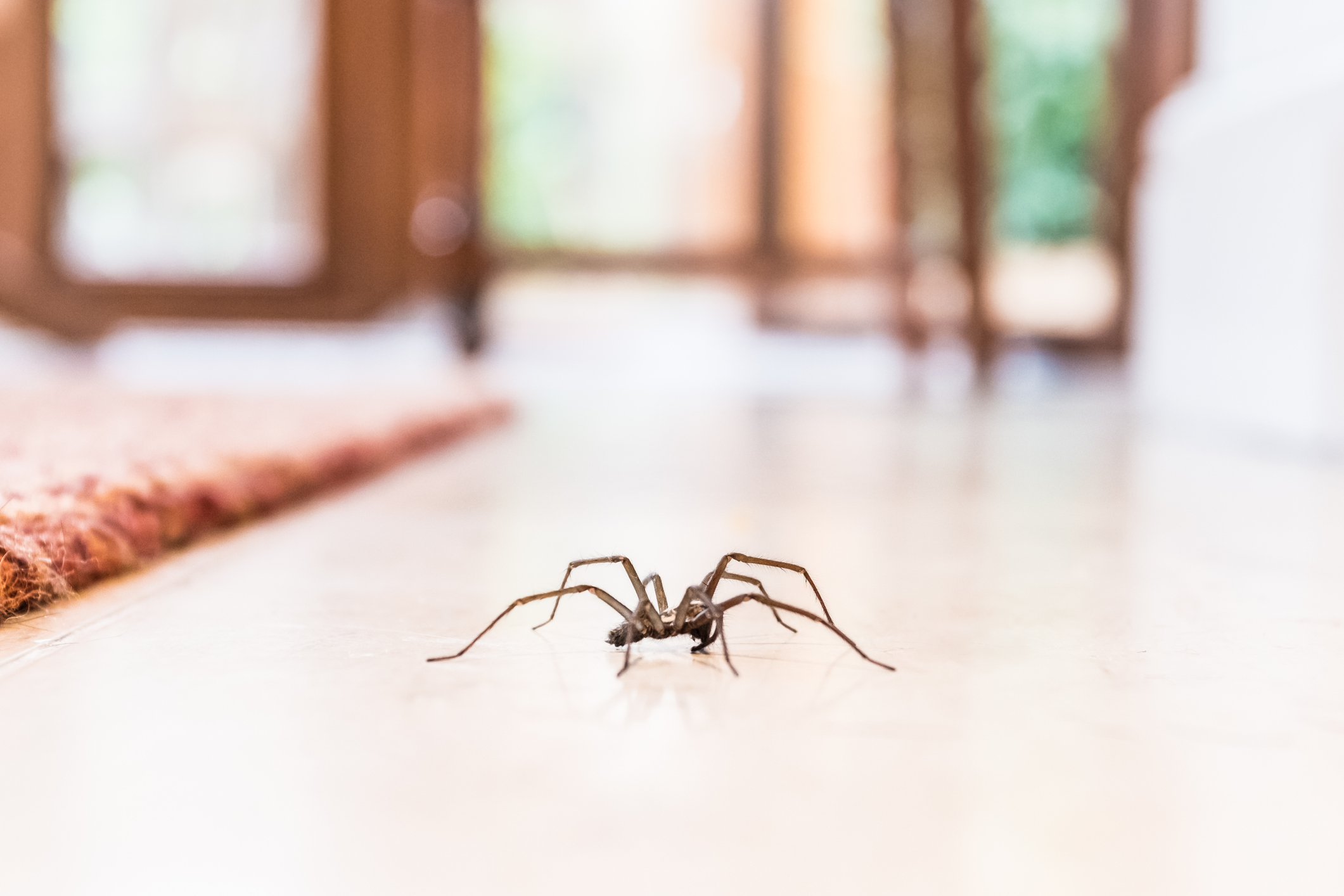 cómo eliminar las araña en casa
