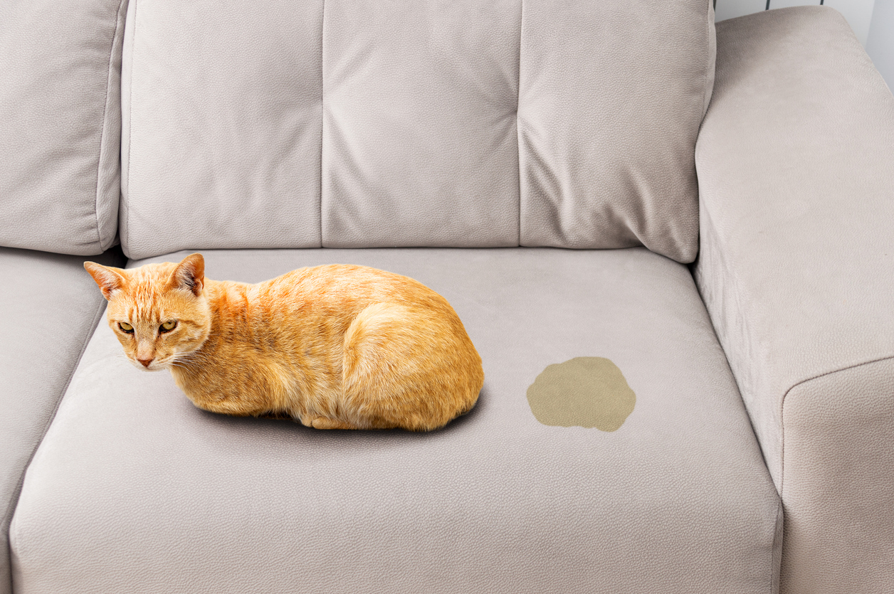 3 efectivos eliminar el olor a de gato de tu casa