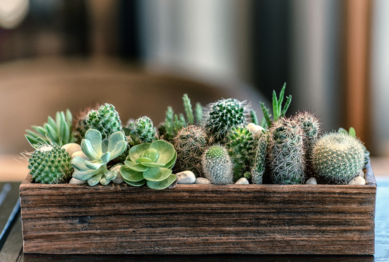 Solicitud Perfecto Cúal Paso a paso: Cómo hacer tu propio terrario en una pecera con cactus y  suculentas