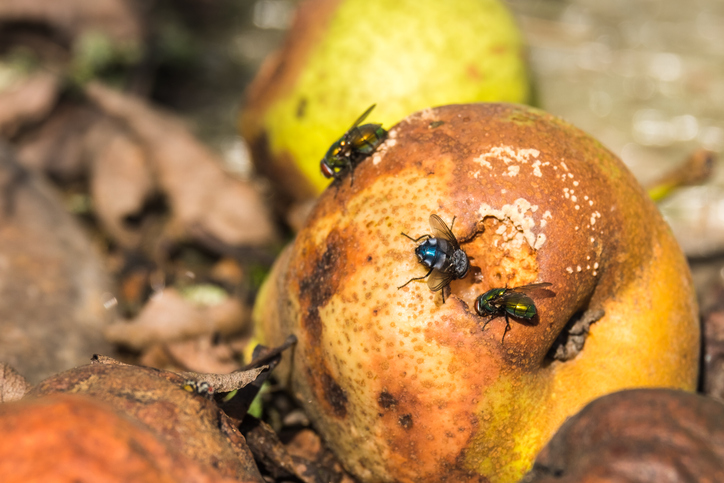 Cómo eliminar moscas de la fruta