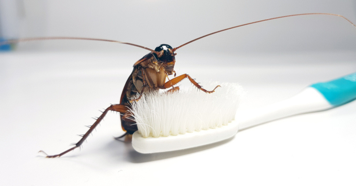 Negligencia médica Disgusto piel Cómo eliminar un nido de cucarachas en tu baño o desagüe: 3 trucos  infalibles