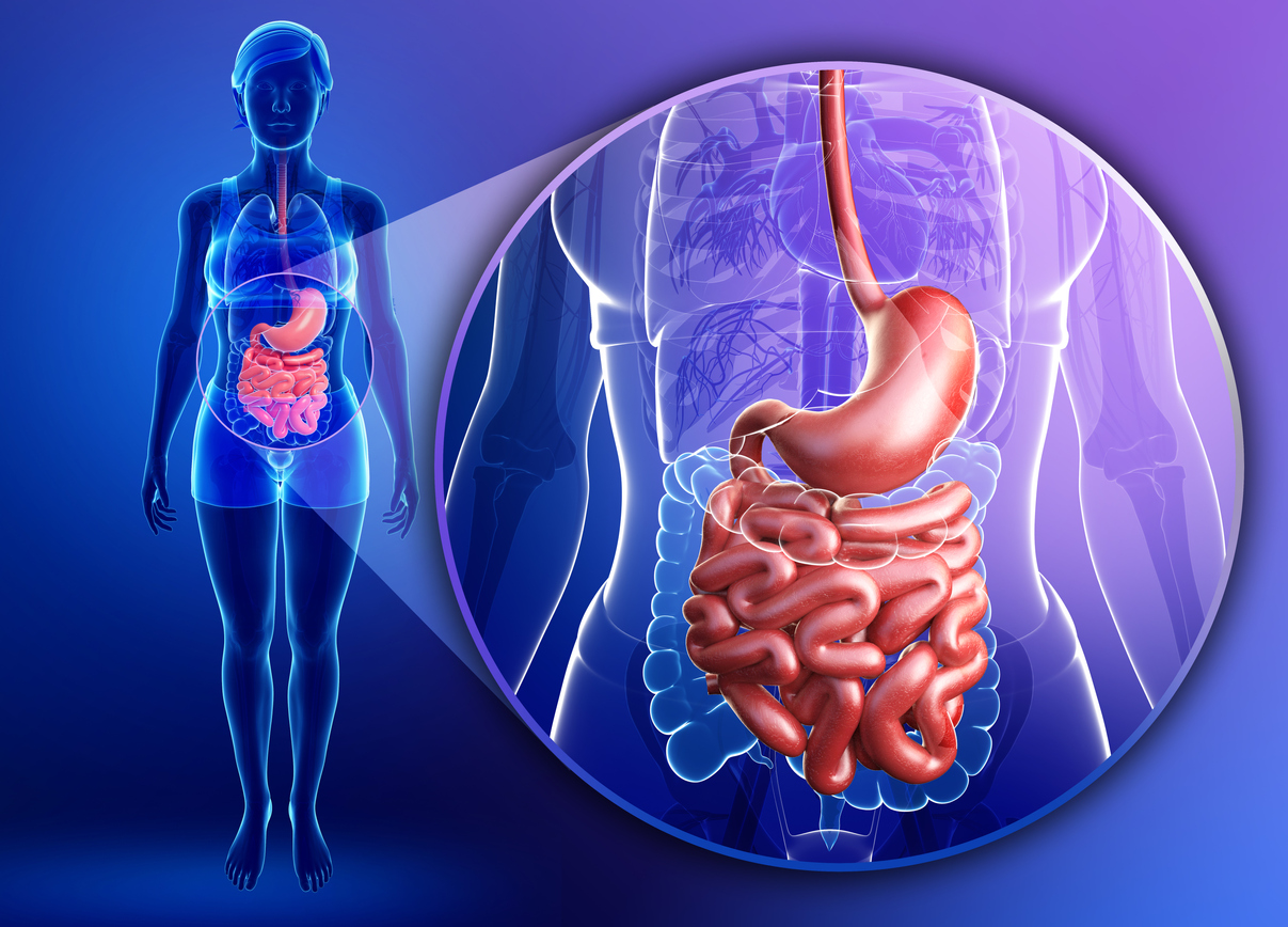 La cavidad abdominal está compuesta de varios órganos importantes como el estómago, hígado, bazo, intestino delgado, intestino grueso, riñones, vesícula biliar, páncreas y el apéndice. 