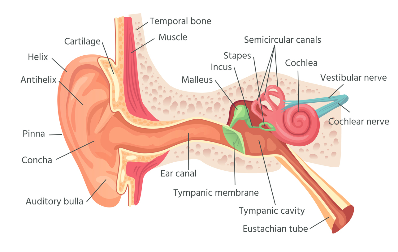 3 padecimientos que pueden terminar en sordera si ya comienzas con “zumbido” en el oído