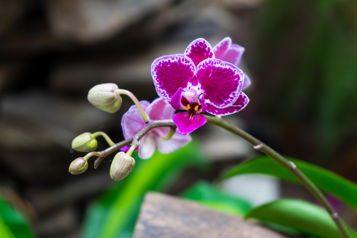 Proceso de floración de orquídea