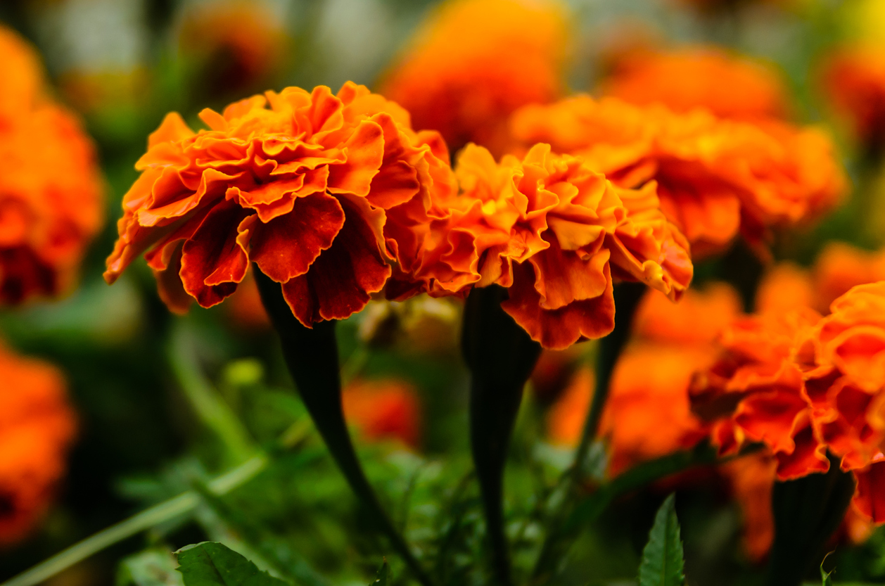 5 flores hermosas que no deben faltar en tu ofrenda de Día de Muertos