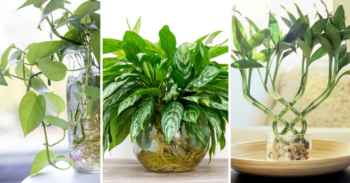 Picotear Frustración Vigilante Plantas que puedes tener en jarrones con agua y se verán hermosas en tu casa