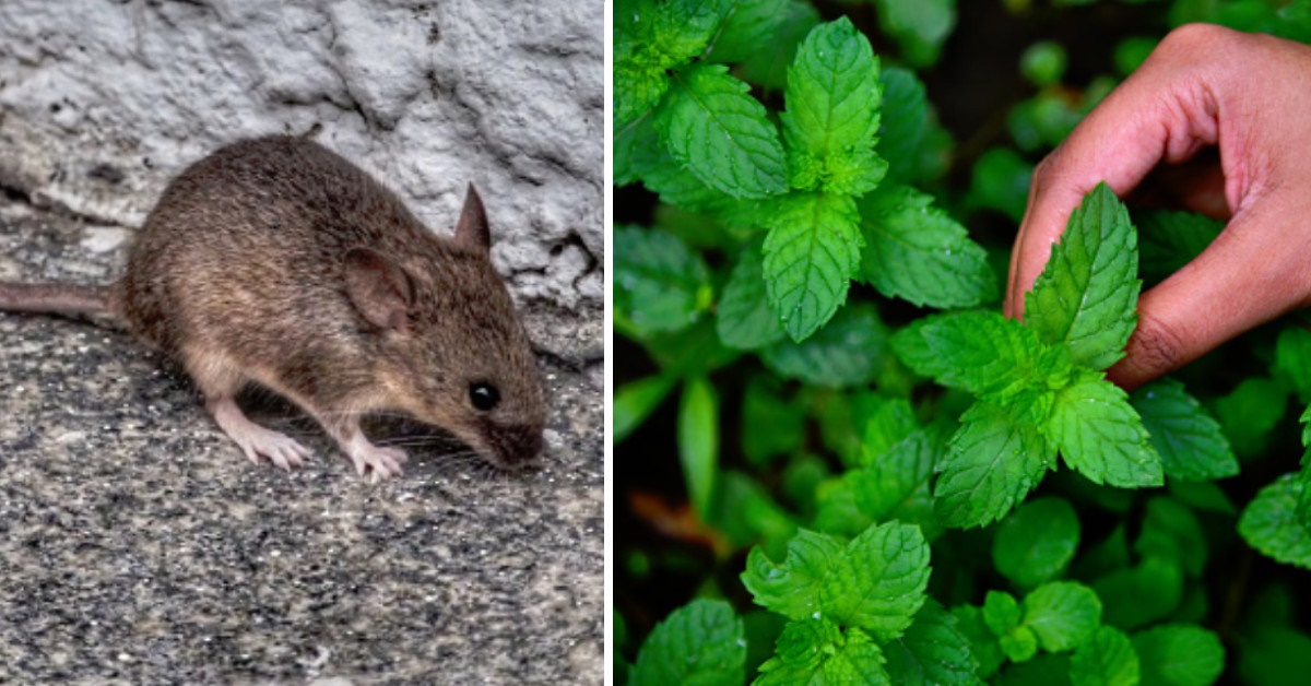 5 que excelentes repelentes naturales contra ratas y ratones