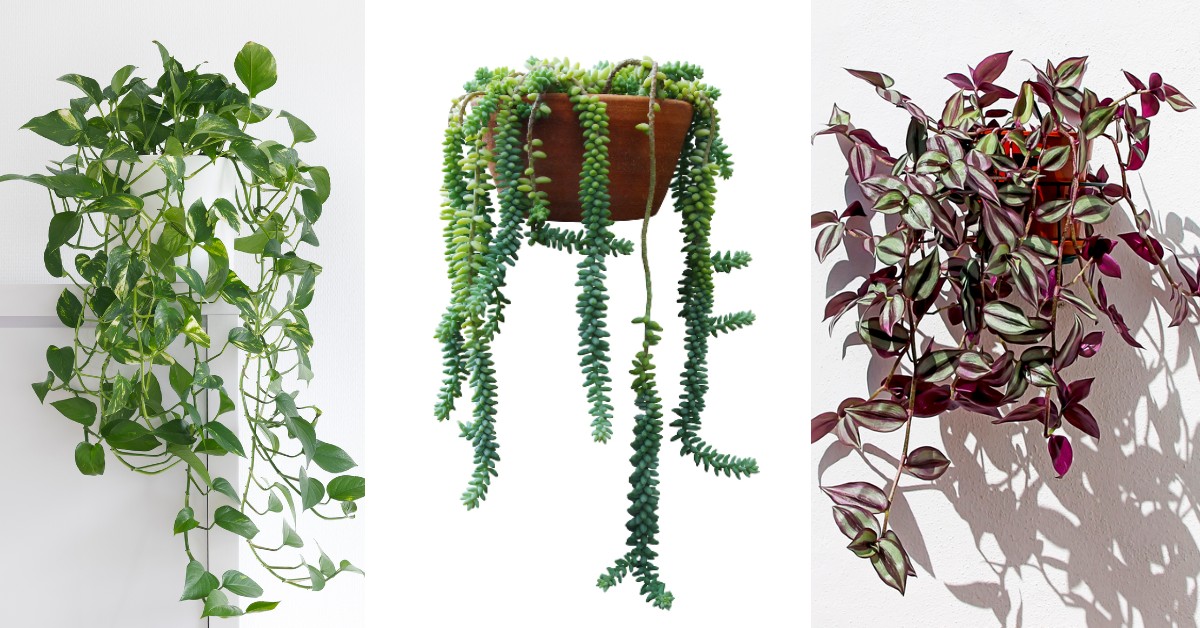 Canal exposición Actualizar 12 plantas y suculentas colgantes que se verán preciosas en tu casa
