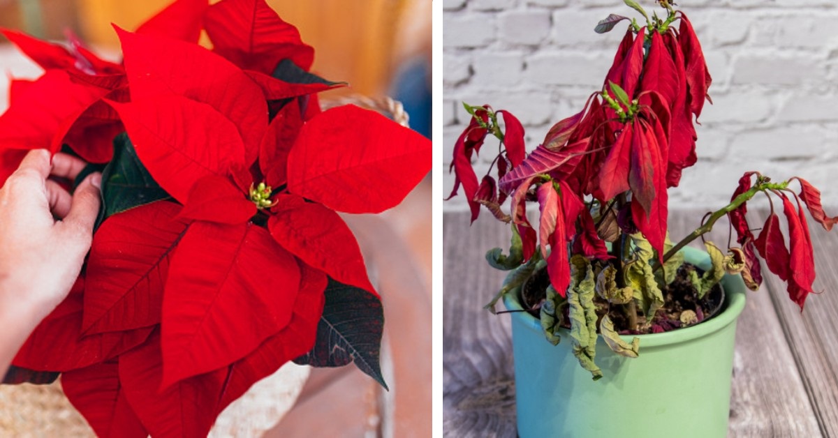 4 plantas perfectas para decorar tu casa en Navidad si las nochebuenas no  te duran nada