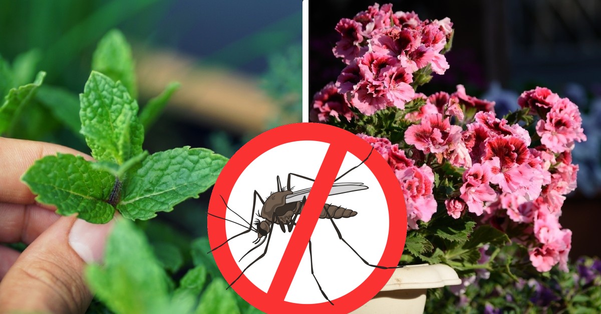 Impuestos pegamento Agencia de viajes 10 plantas antimosquitos que SÍ funcionan hasta para ahuyentar a los  zancudos