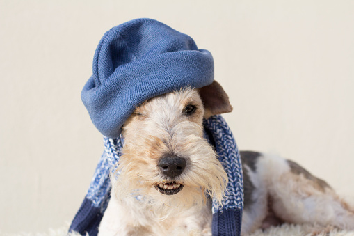 perro frio 1 0 6 tips para proteger a tu “mejor amigo” del frío