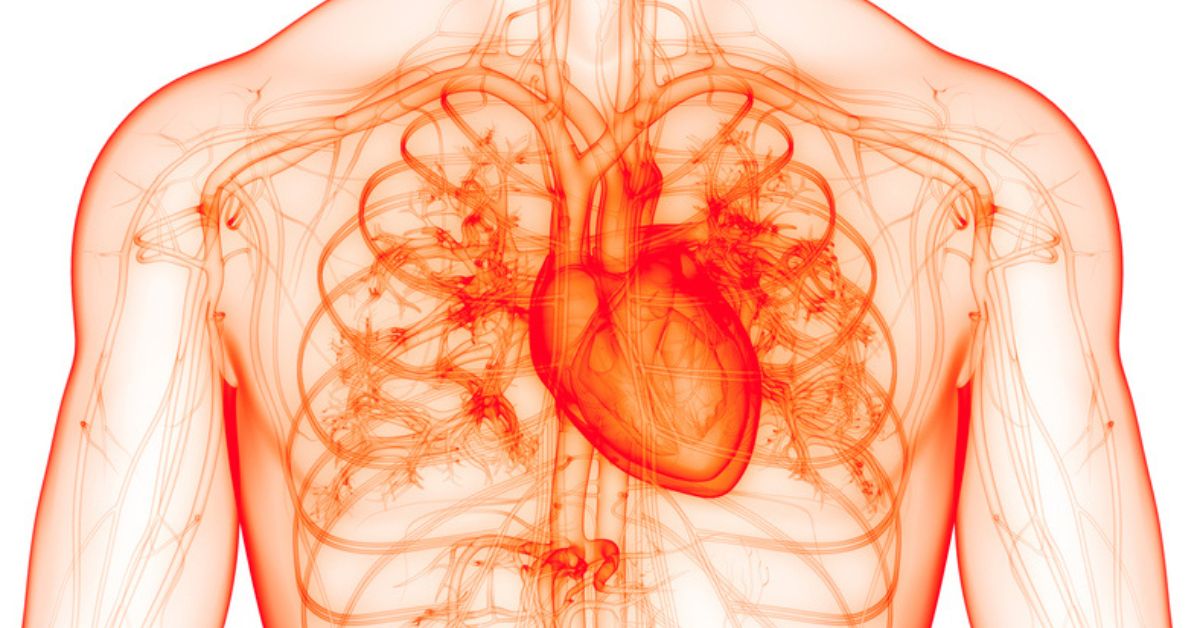 Ilustración corazón sistema circulatorio 