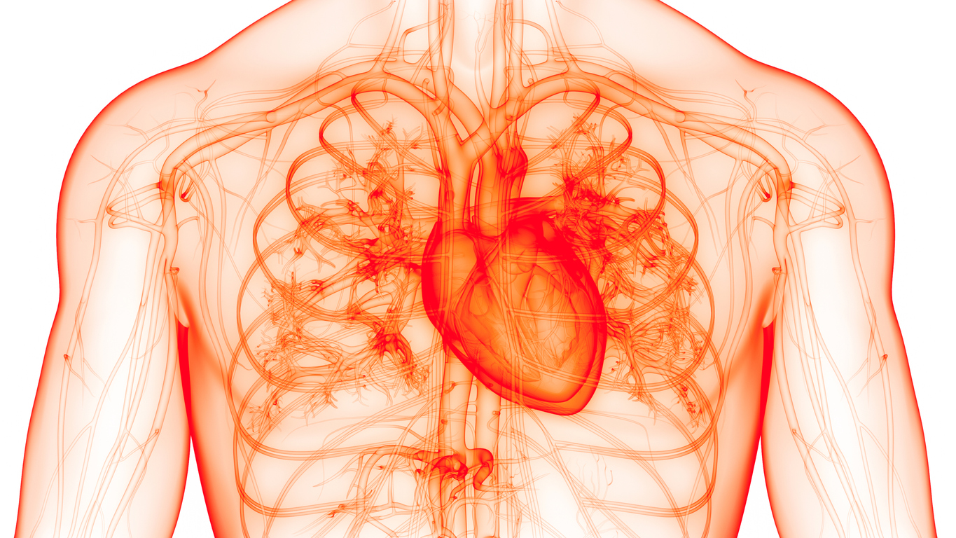 Anatomía del corazón infarto dolor en brazo izquierdo