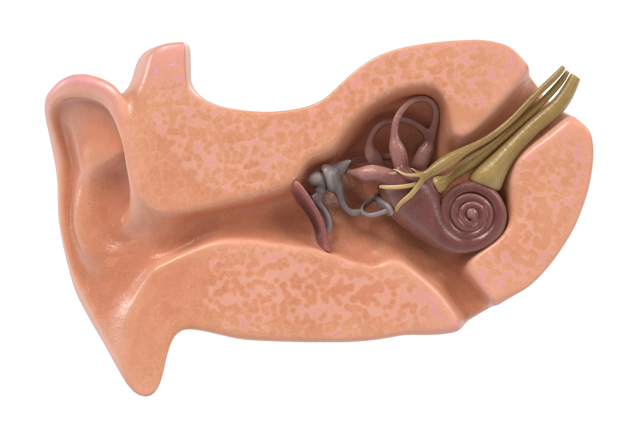 En el interior del oído existen unos pelitos microscópicos que dependen de la circulación y otros nutrientes para poder sobrevivir