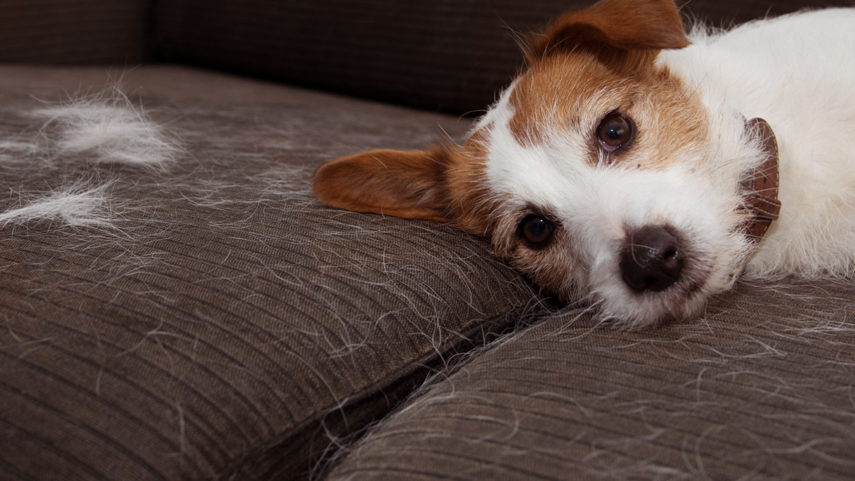 Adquisición látigo Abundante Cómo quitar los pelos de perro del sofá en solo minutos