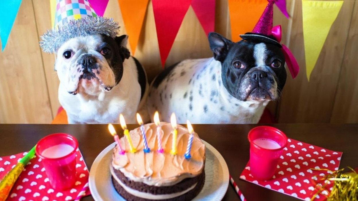 Cómo hacer un pastel de cumpleaños para tu perro