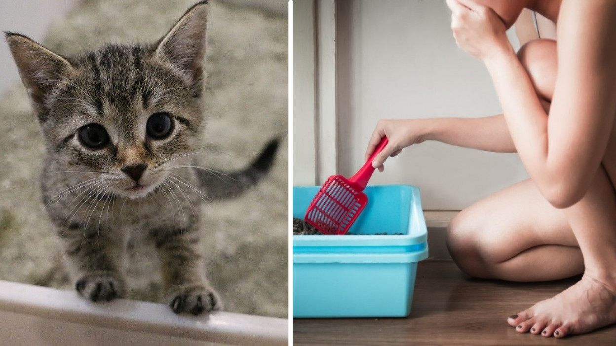 3 remedios efectivos para eliminar el intenso olor a orina de gato de tu  casa