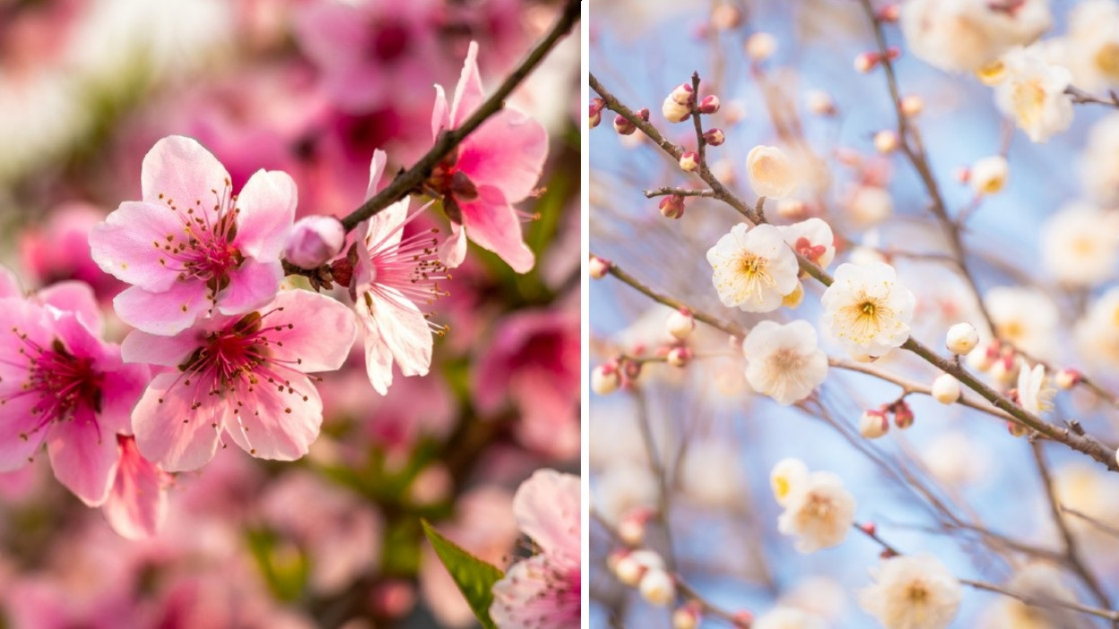 7 flores japonesas que harán que te enamores más de su cultura (+ su  significado)