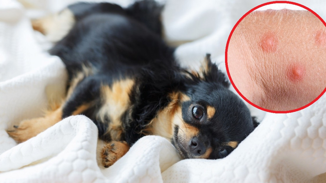 si hay pulgas en tu cama por dormir con tus mascotas: 2 señales infalibles