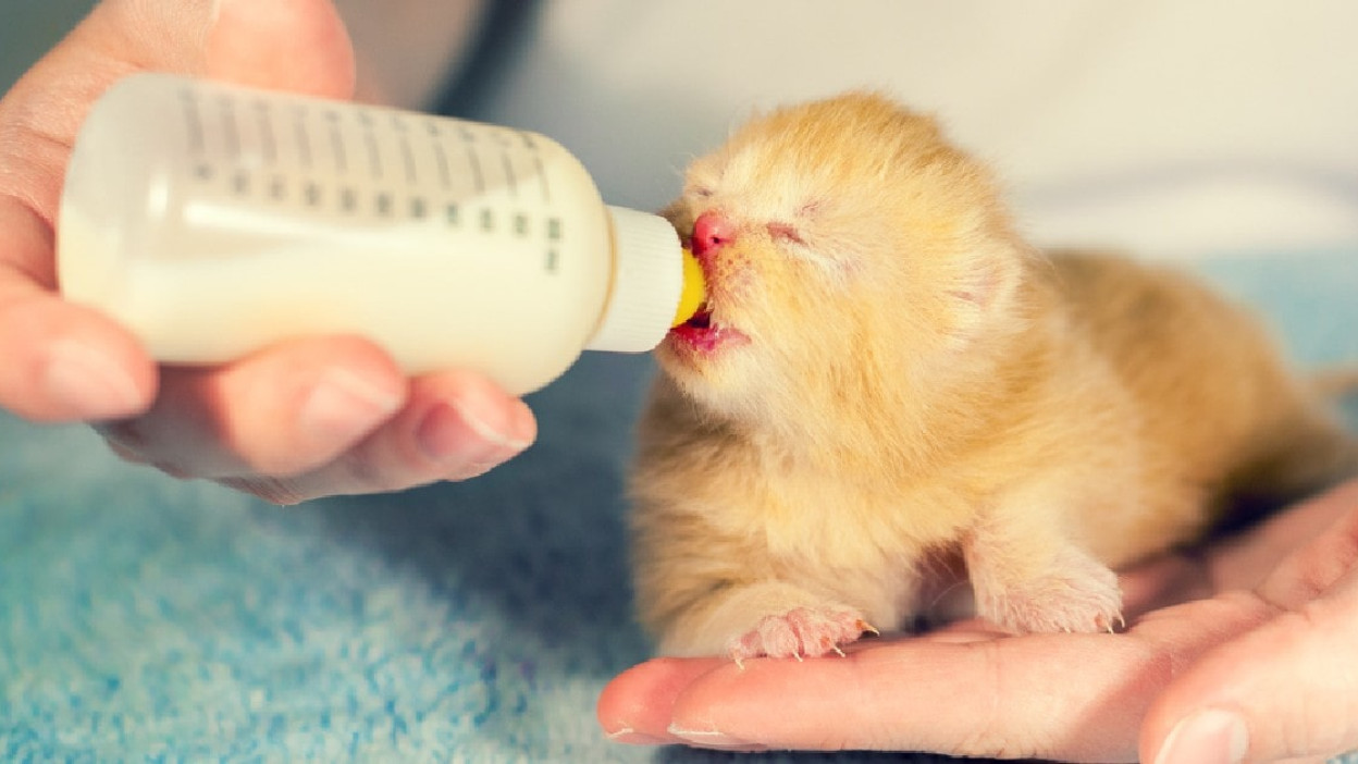 músculo Algún día escaldadura Cómo alimentar a un gato bebé: 3 pasos para "salvarle la vida"