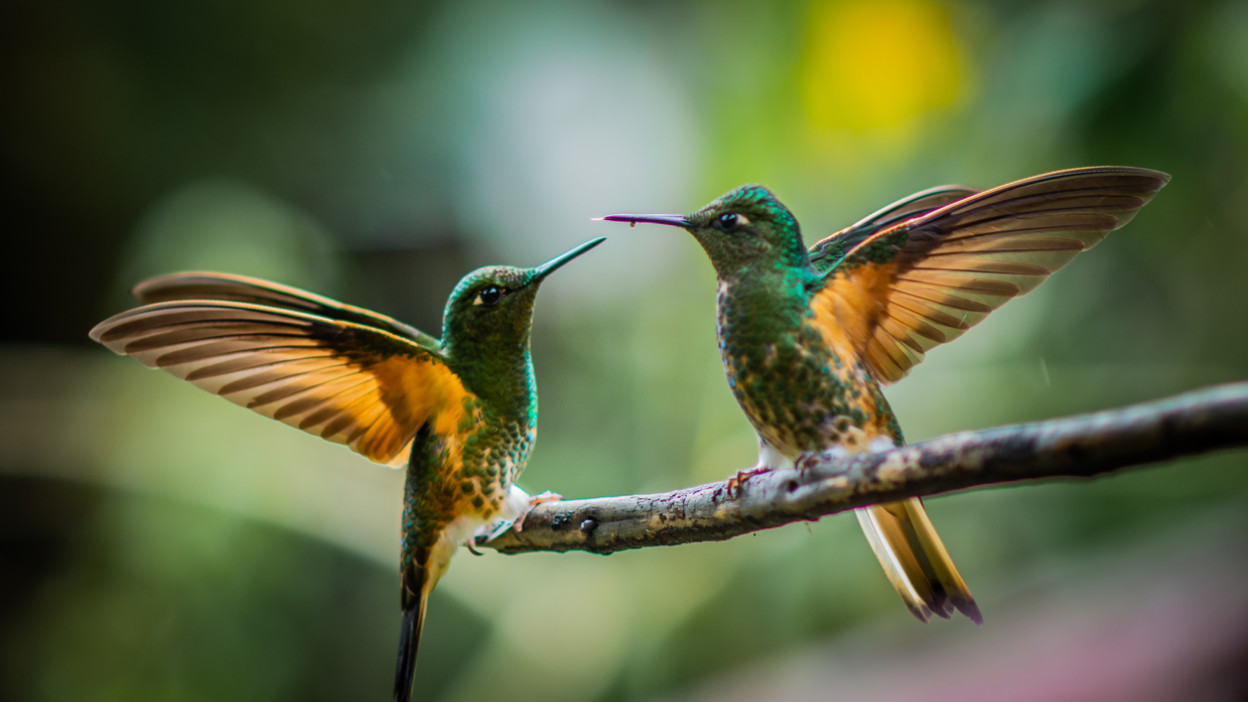 10 flores que debes tener en tu jardín para alimentar a los colibríes de  manera natural