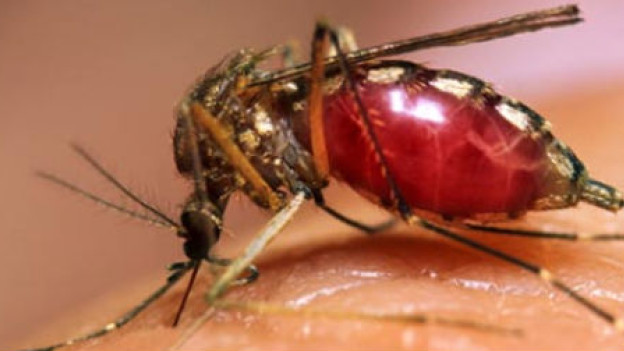 El dengue es una enfermedad causada por la picadura de mosquitos infectados de la especie Aedes Aegypti
