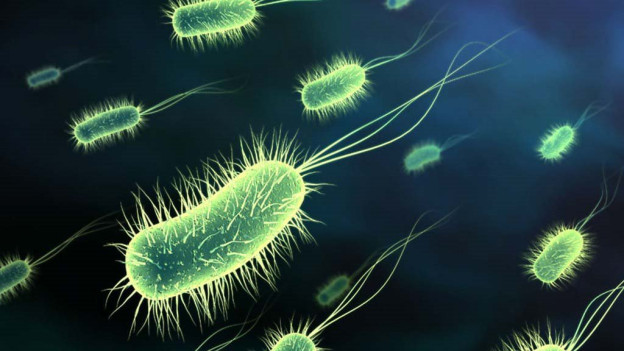 Bacterias que causan esclerosis