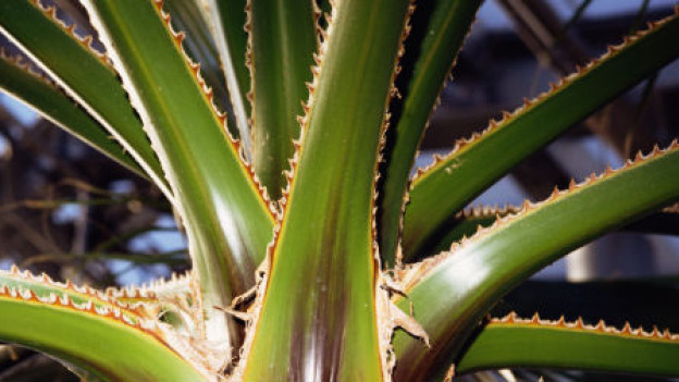 El jugo que desprende el Aloe Vera puede curar problemas digestivos.