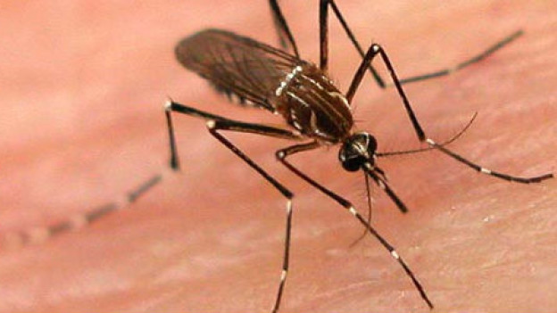 Mosquito con dengue picando. 