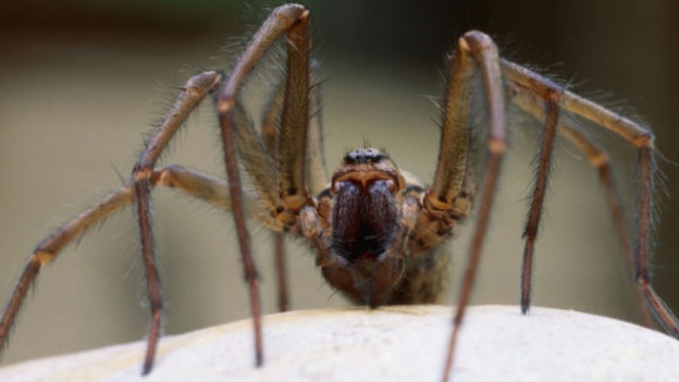 Síntomas de las picaduras de insectos y arañas.
