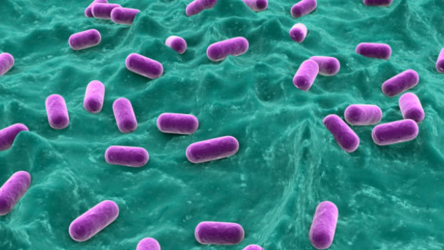 Investigadores reconstruyeron el código genético de la bacteria Yersinia pestis